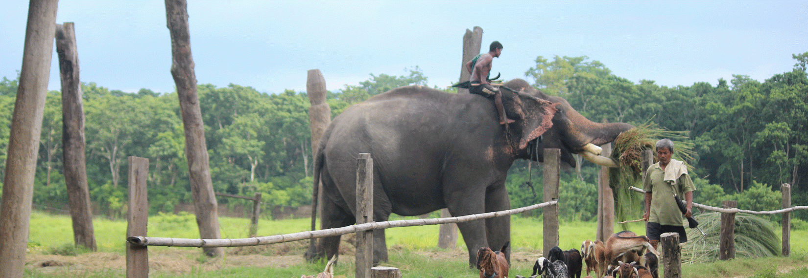 Jungle Safari Tour in Nepal 