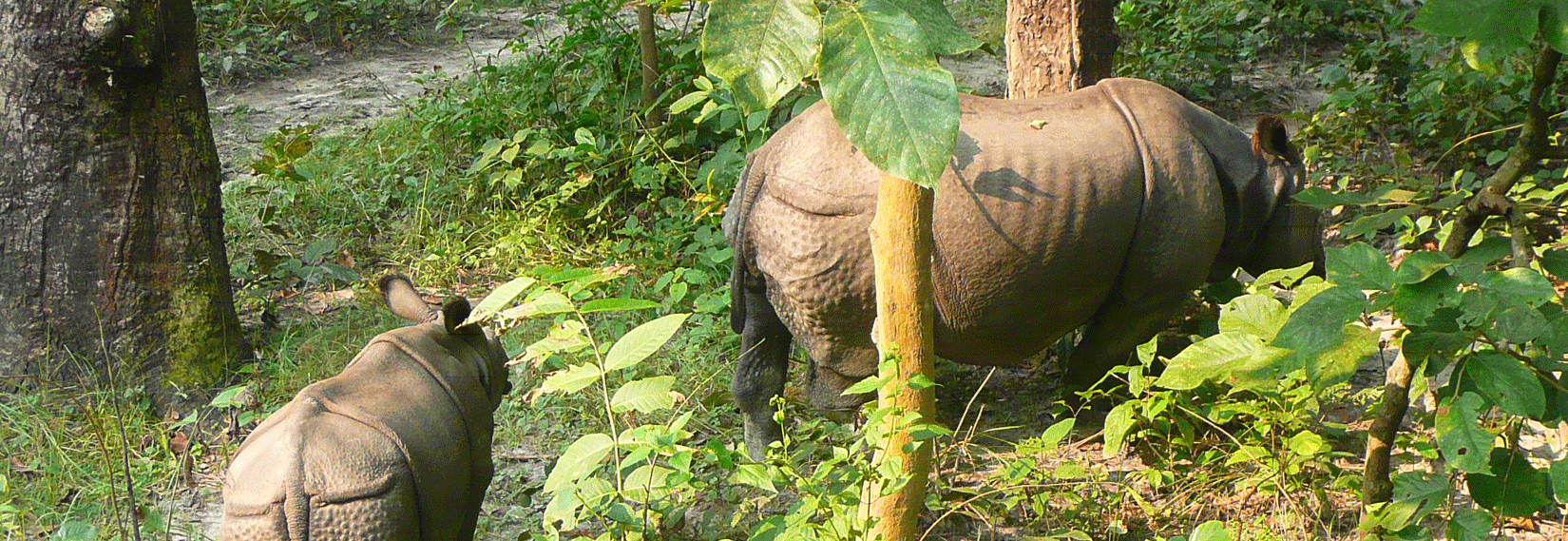 Rhino in Chitwan while jungle walk 