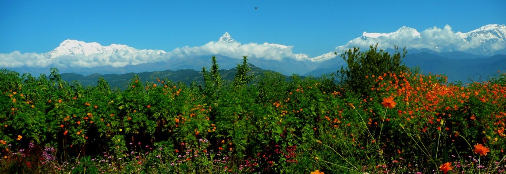 view from Peace Stupa - Special Tours 