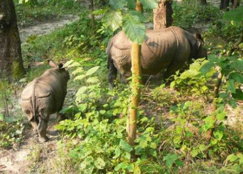 Chitwan Jungle Safari Tour 